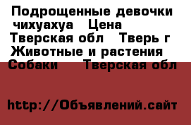Подрощенные девочки чихуахуа › Цена ­ 5 000 - Тверская обл., Тверь г. Животные и растения » Собаки   . Тверская обл.
